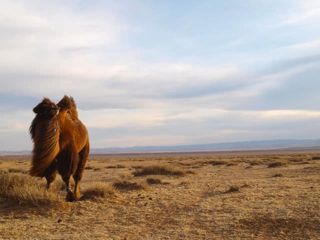 camels mongolia