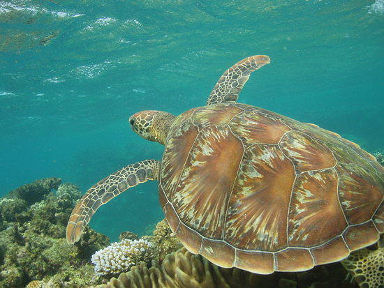 scuba diving at cairns