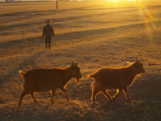 sheep in Mongolia