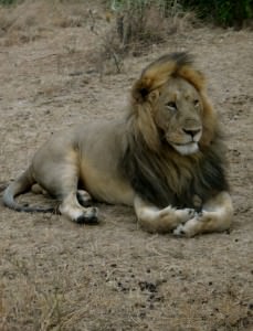 Lions in the Serengetti