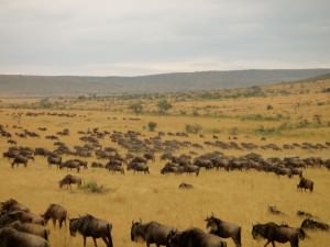 Wildebeest migration