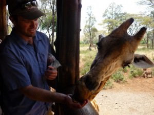 giraffe feeding kenya