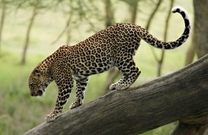 kenya leopard