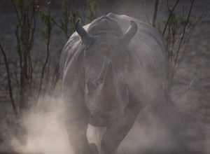 kenya rhino charge