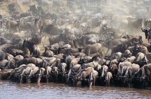 wildebeest migration