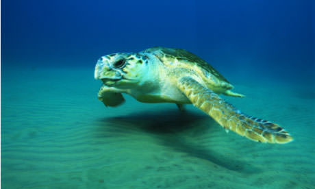 A-female-loggerhead-turtl-006