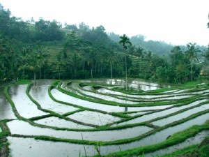 bali-rice-paddy
