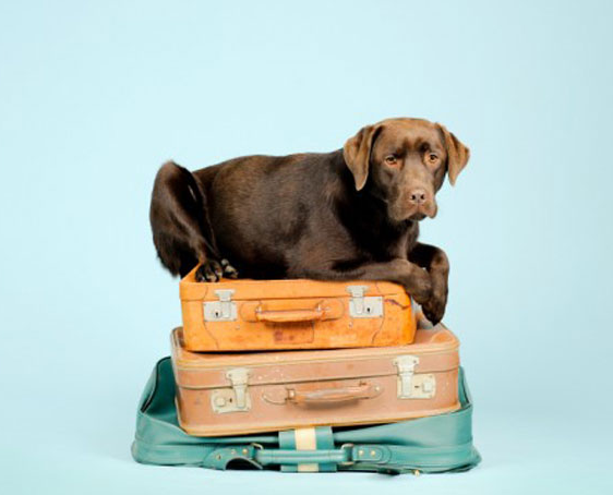 traveling with pets