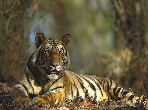 Bandhavgarh National Park