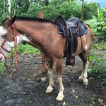 Horse Riding in Costa Rica at the Blue River Resort