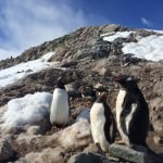 5 Reasons to Visit Antarctica