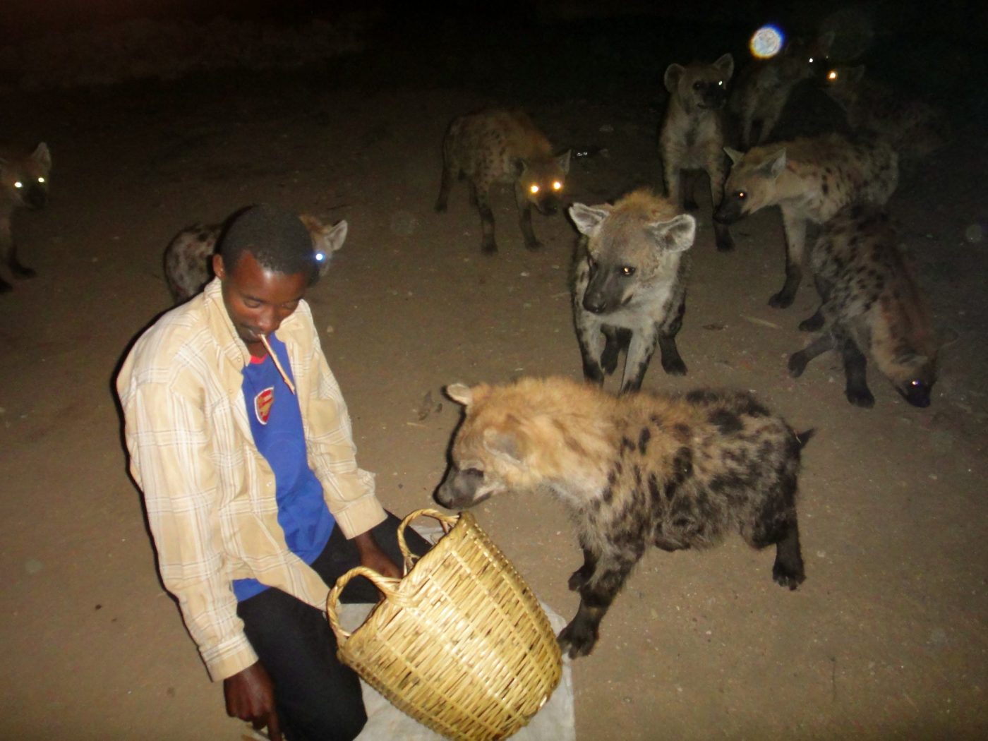 feeding heyenas in ethiopia
