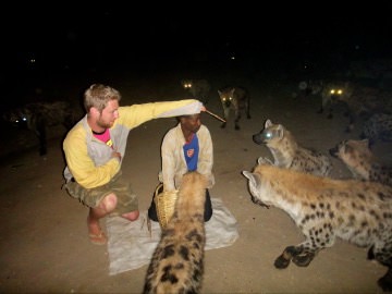 feeding Hyenas