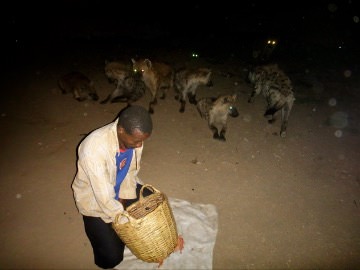 Hyenas in Ethiopia