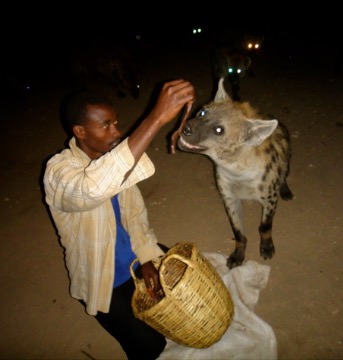 Hyenas in Ethiopia