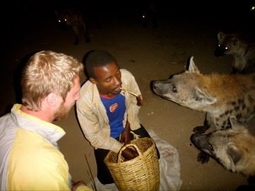 Hyenas in Harar