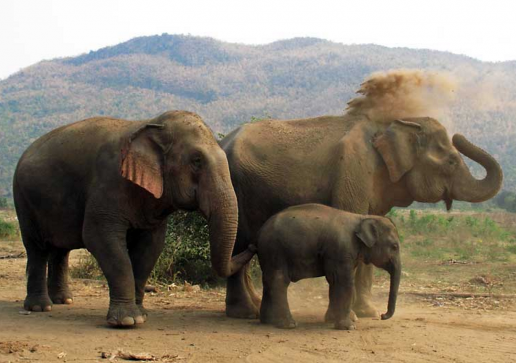 elephant's world kanchanaburi