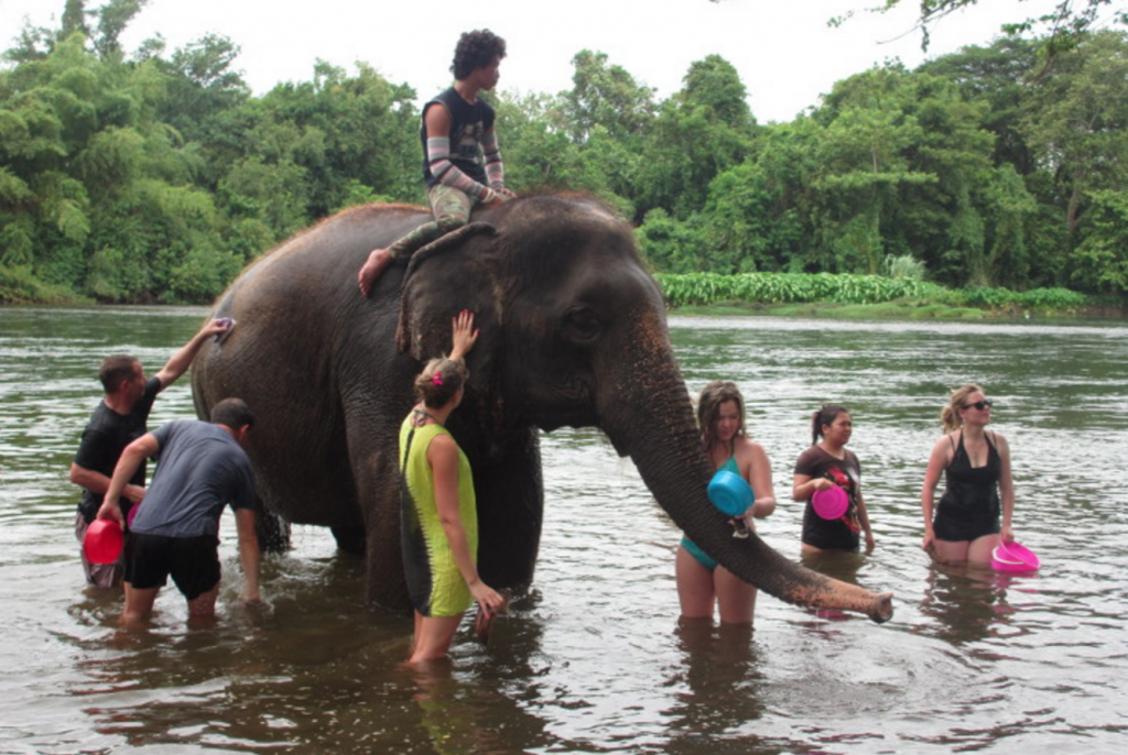 elephants world kanchanaburi