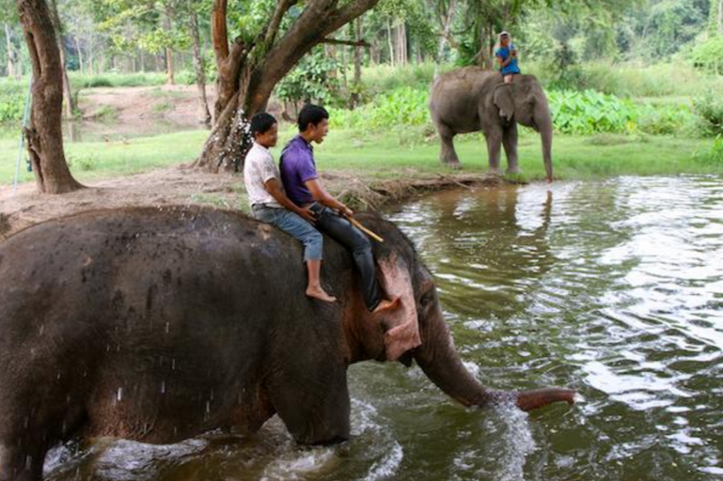 elephant world kanchanaburi