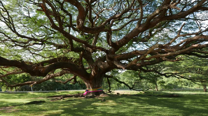 giant tree kanchanaburi