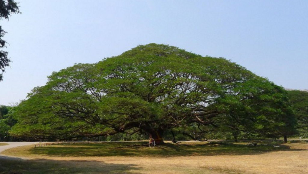 giant tree kanchanaburi