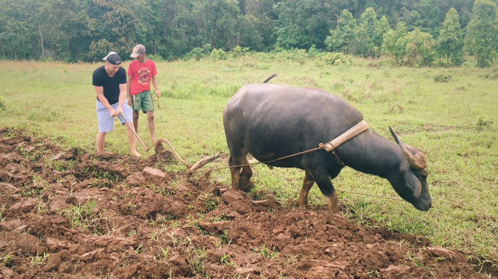 Ploughing fields buffalo