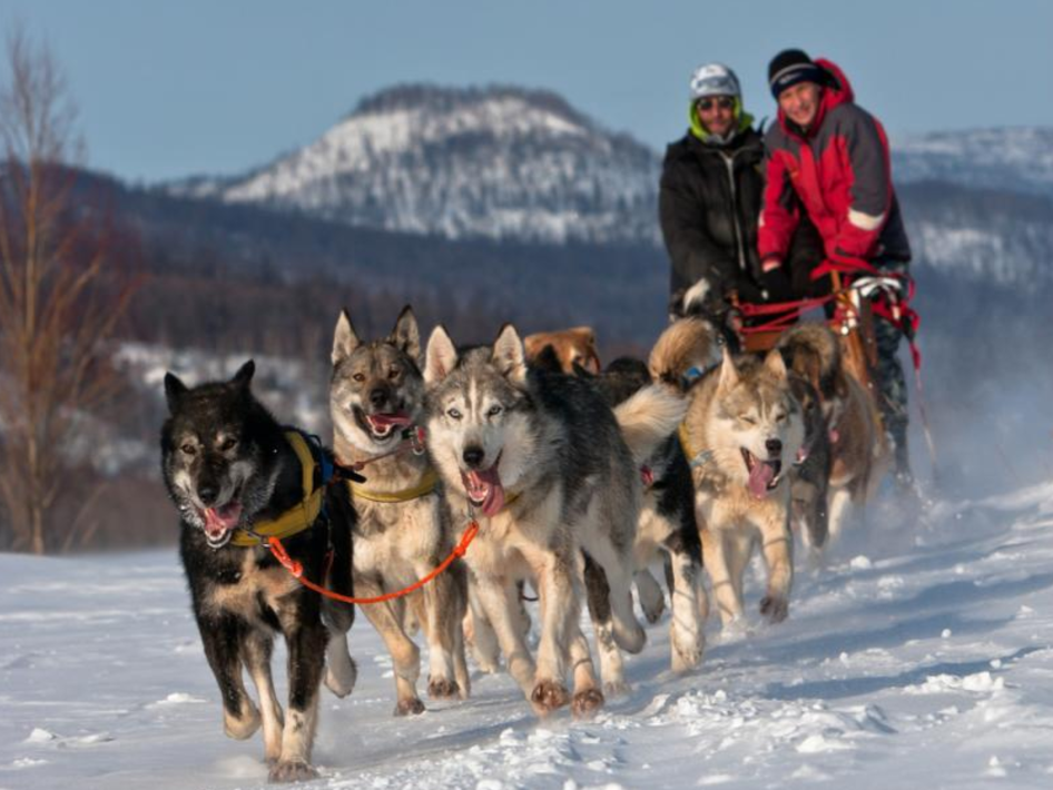 Norway huskies