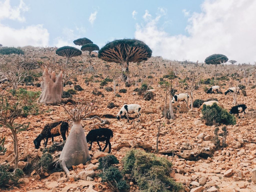 Homh Hill, Socotra, Yemen