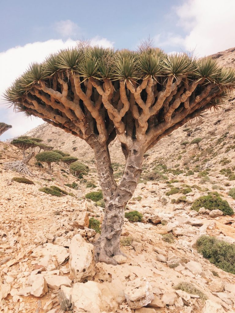 Homh Hill, Socotra, Yemen