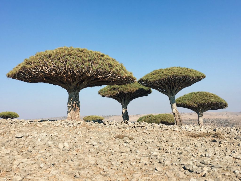 sheebhan plateau diksom