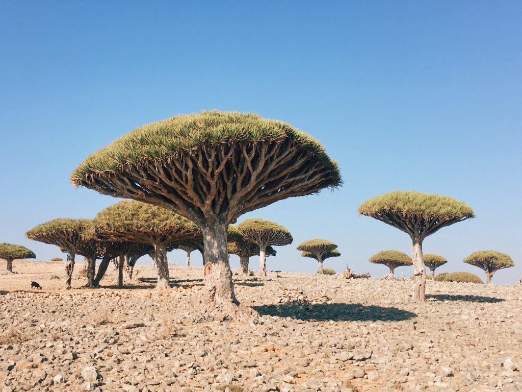 sheeban plateau socotra