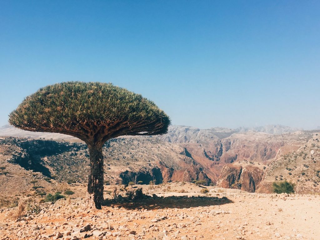 Socotra Truly a once in a lifetime adventure, and I'm excited