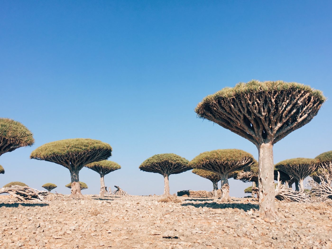 Socotra Truly a once in a lifetime adventure, and I'm excited