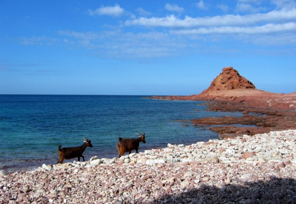 DiHamri Socotra