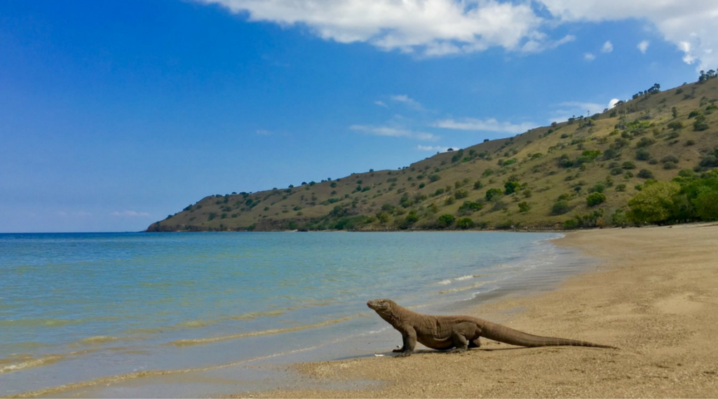 The Komodo dragon!