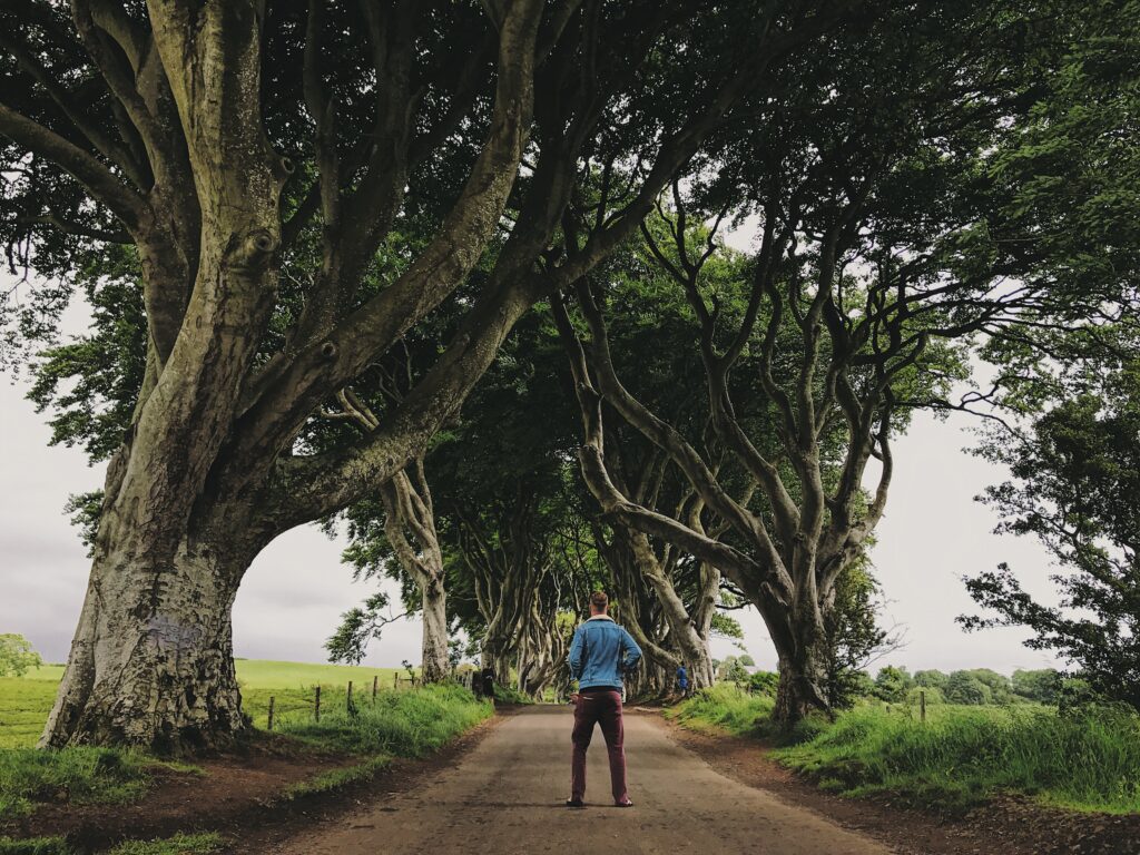 Dark Hedges