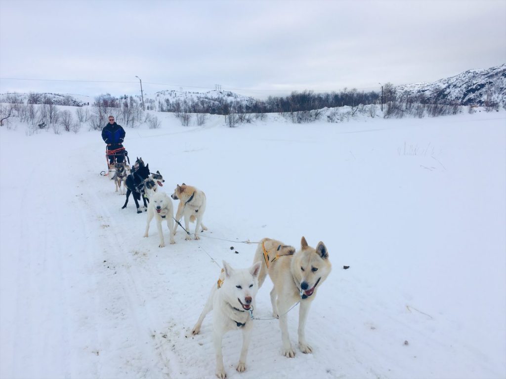 Dog Sledding in Norway; Husky dogs in the Norwegian Arctic