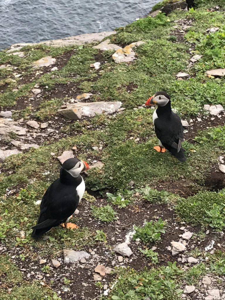 Skellig Michael Puffins