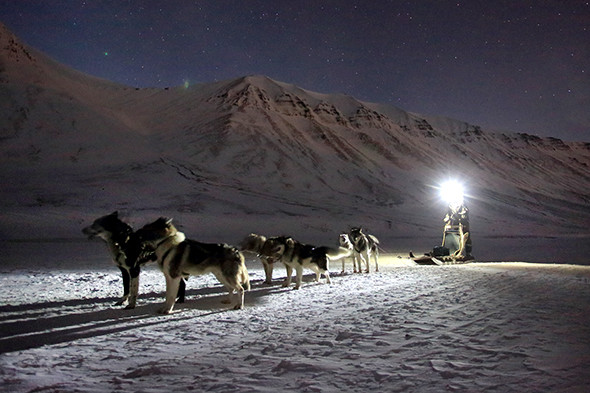 dog sledding norway