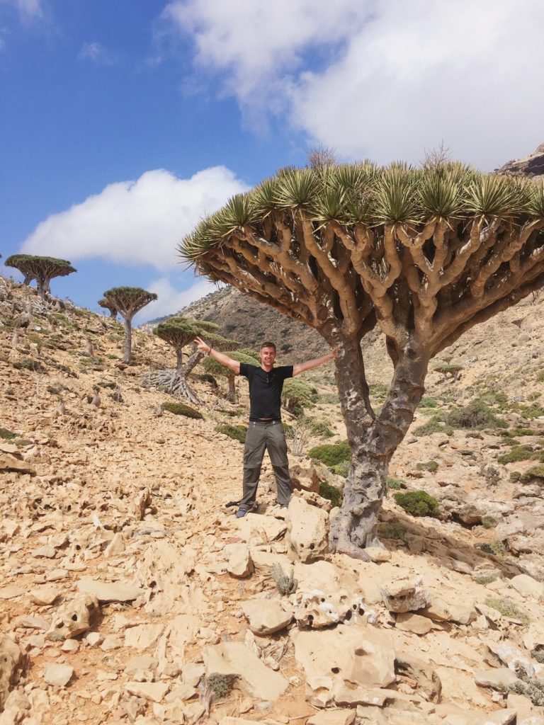 dragon blood tree socotra island yemen