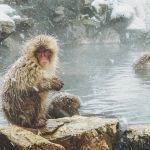 How To Visit the Snow Monkeys Japan