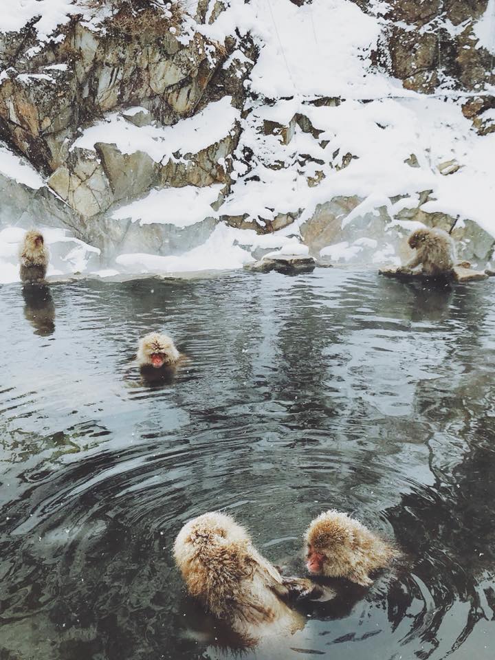 snow monkeys japan