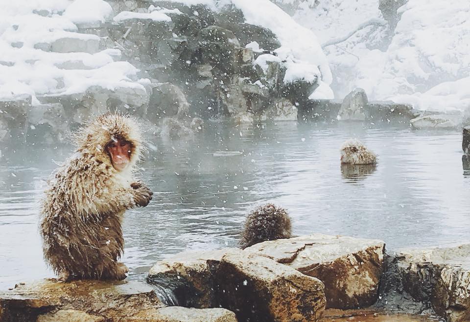 snow monkeys japan