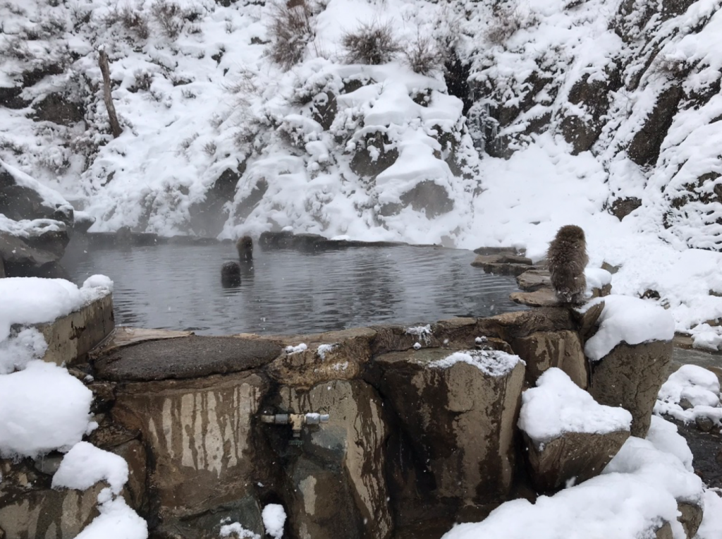 How To Visit the Snow Monkeys Japan - Jigokudani Snow Monkey Park