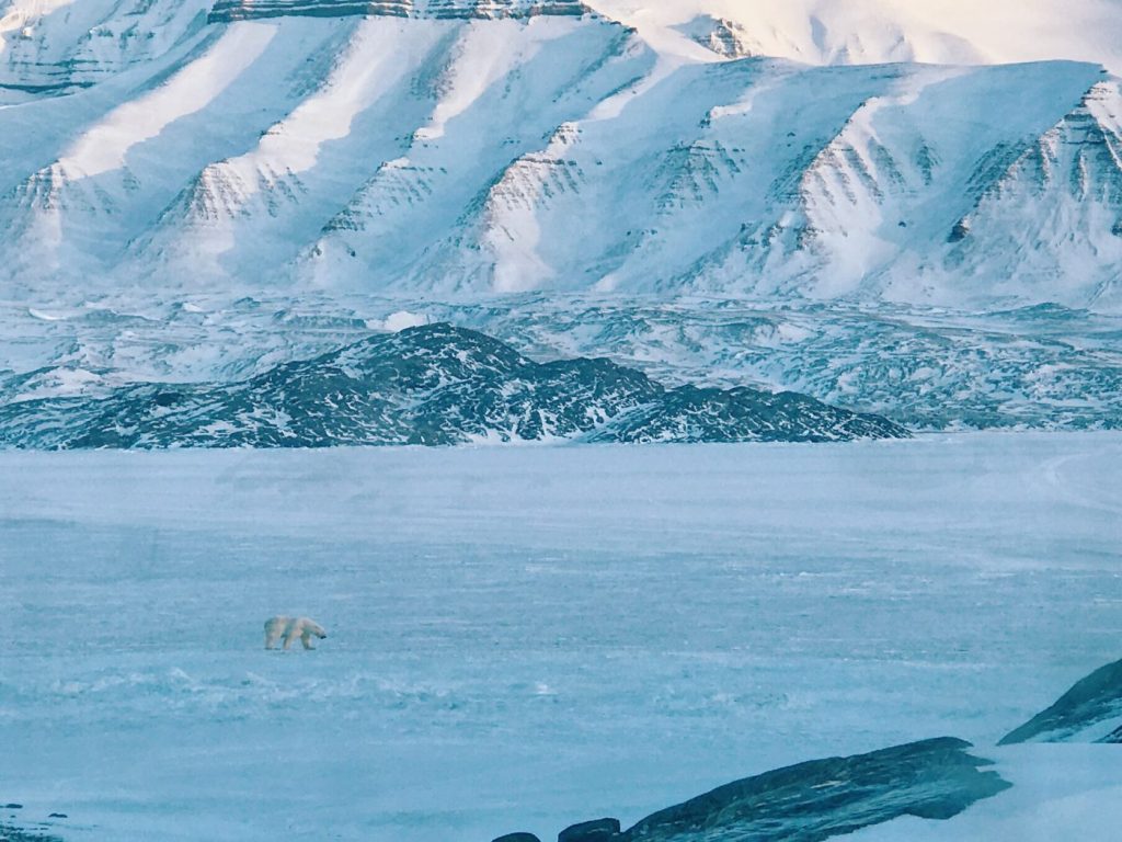 polar bear svalbard