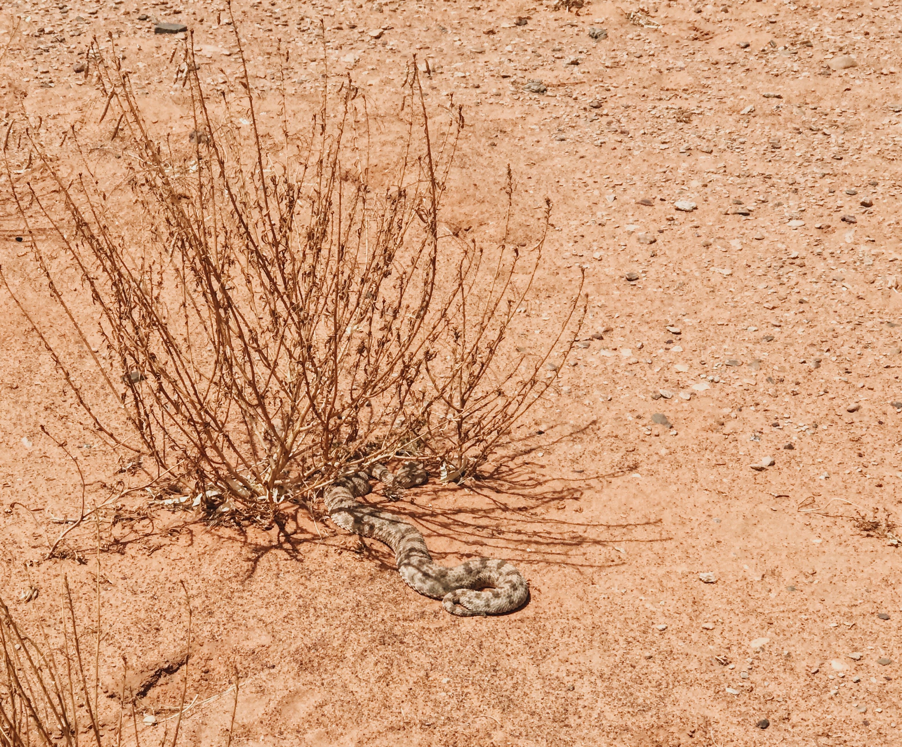 A snake on the Marathon Des Sables