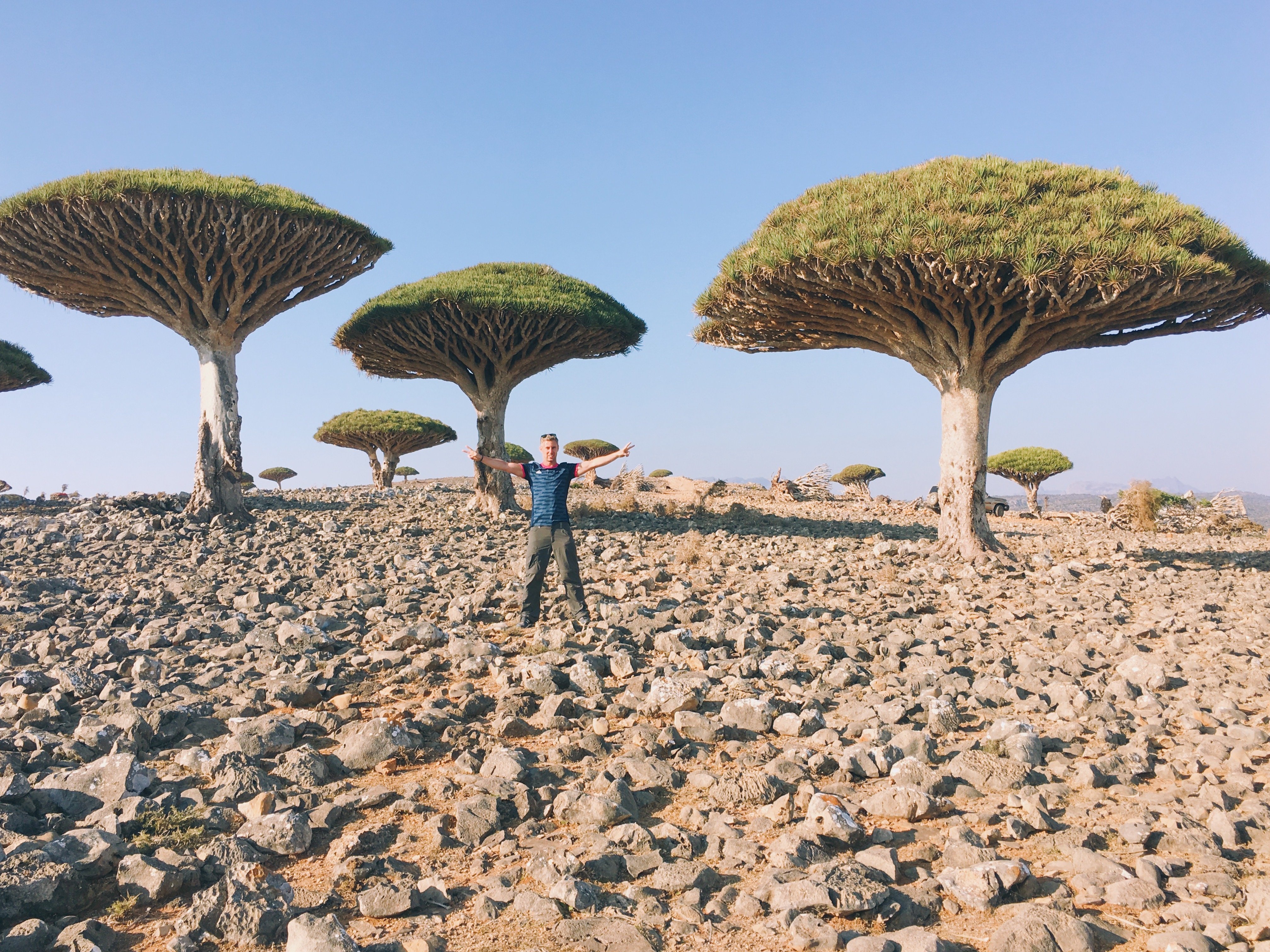 Dragon Bloods Trees, Socotra Island