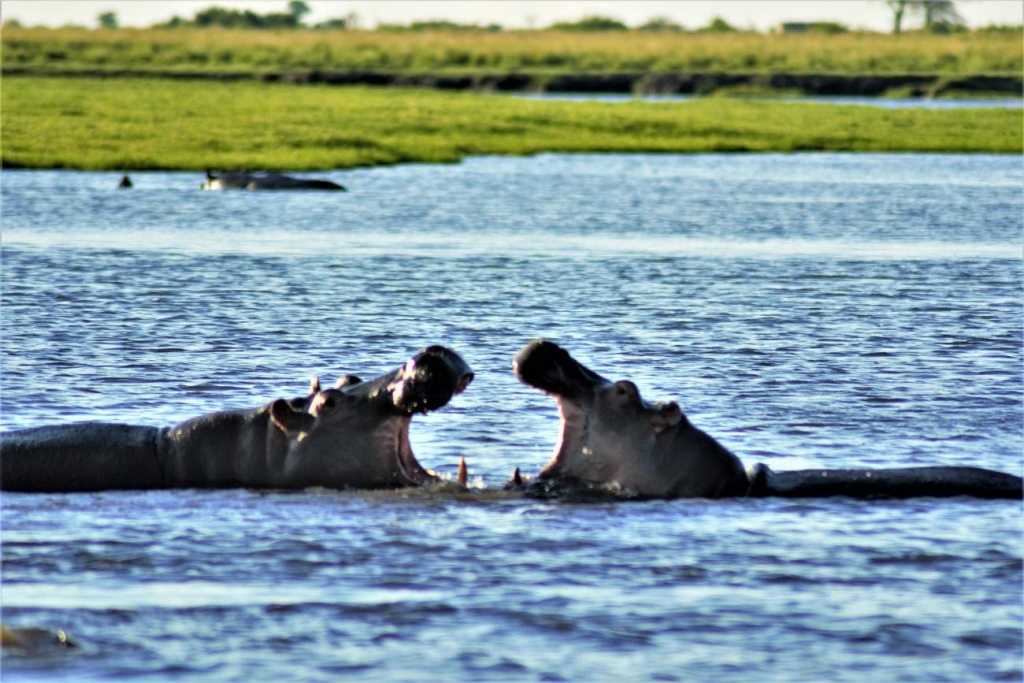 Visiting Chobe National Park