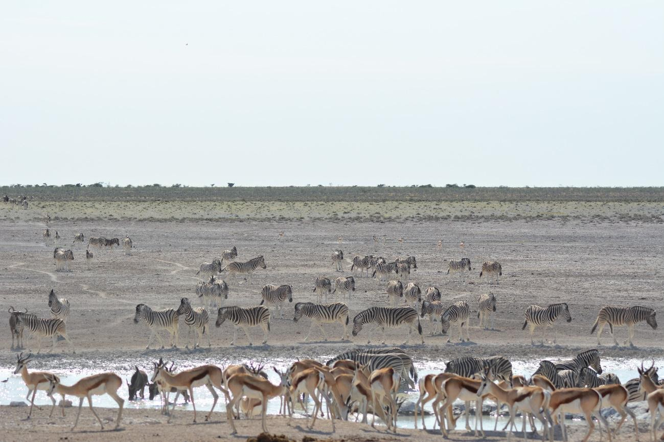 Visiting Chobe National Park