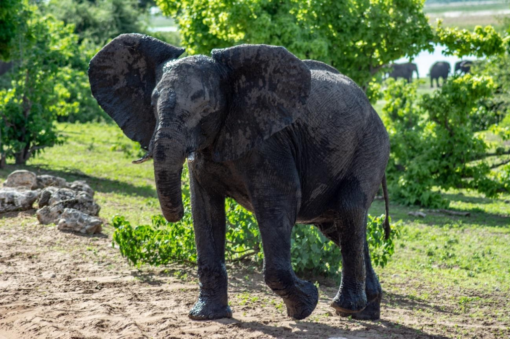 Visiting Chobe National Park